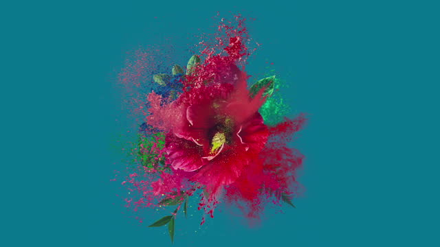 Abstract Explosion of hibiscus flower