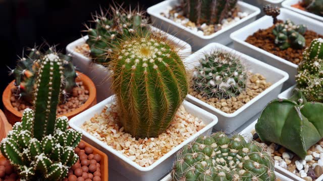 Assorted cacti on display in small pots, showcasing various types of succulent