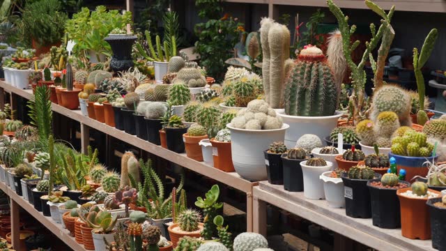 Gardening and retail concept showcasing variety of cacti and succulent