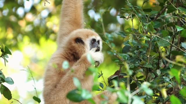Gibbon perched in natural habitat among lush greenery
