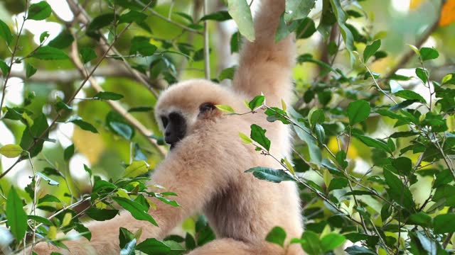 Gibbon among green foliage in natural habitat. Wildlife and conservation.
