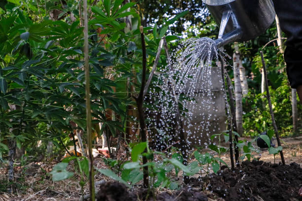 istock Man watering plants in vegetable garden 2019762571