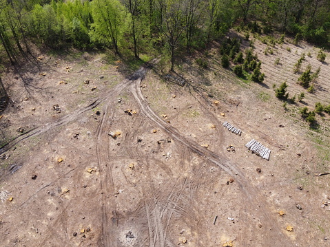 A place of felling of trees, aerial view. Logging site.