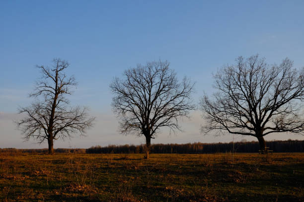 Large branched trees in the autumn evening.