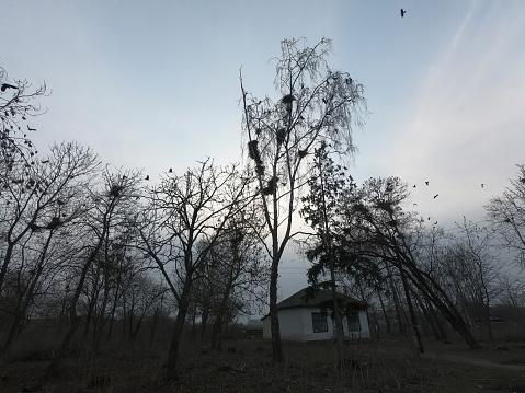 Gloomy abandoned location. Crow's nests in the trees.