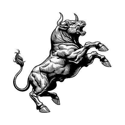 Vintage engraved drawing of  an exiting furious  bull raising front legs and jumping vector illustration isolated on white background
