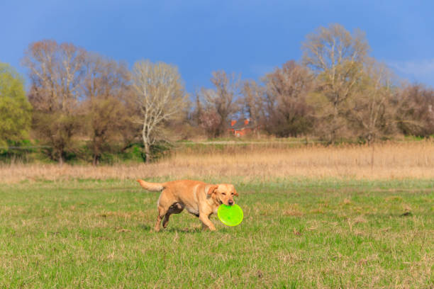 Cute Labrador retriever dog playing with flying disc on a meadow