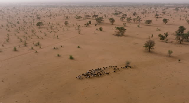 Aerial panning. Herd of goats in the barren landscape of the Sahel, Sahara Desert, Senegal. Drought, Climate Change, Desertification