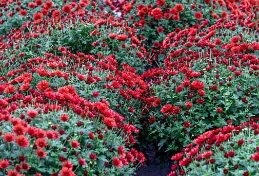 Background of red chrysanthemums in a flower pot