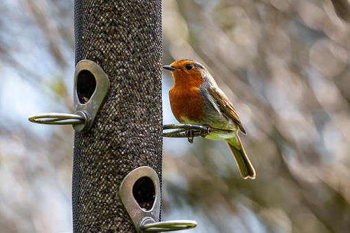 A close up of a erithacus rubecula, commonly known as a robin, on a spring day in Sussex