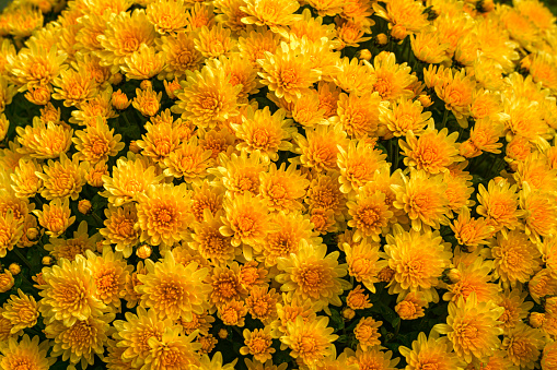 Background of double orange chrysanthemum flowers