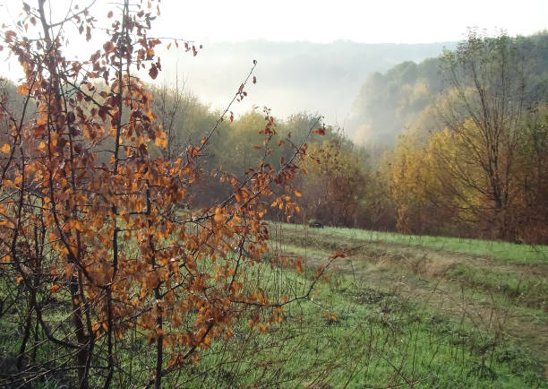 Fog in the forest early in the morning.