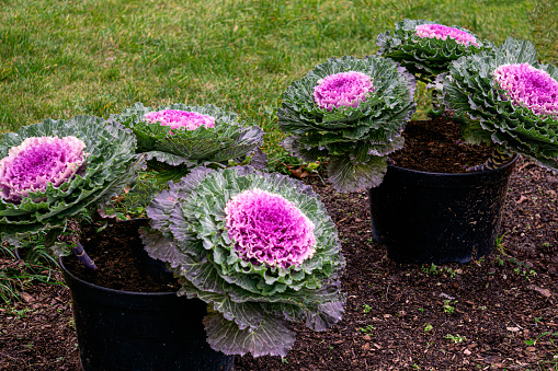 Multi-colored decorative cabbage in the autumn garden.