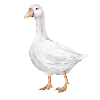 Domestic white and grey watercolor goose. Cute farm bird. Hand drawn illustration on transparent. For Easter design. Fowl on white background. Gosling illustration. Farm wildlife. Agriculture birds.