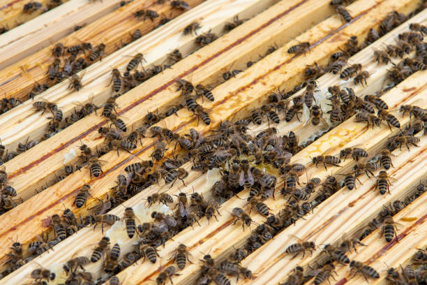 istock Swarm Of Honey Bees (Apis Mellifica) Working On Combs Producing Honey And Breed In Teamwork 2019840511