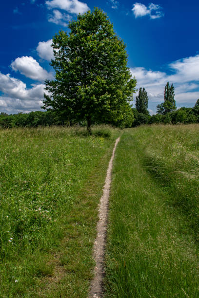 Single Tree Beneath Narrow Footpath in River Danube Wetlands National Park In Austria