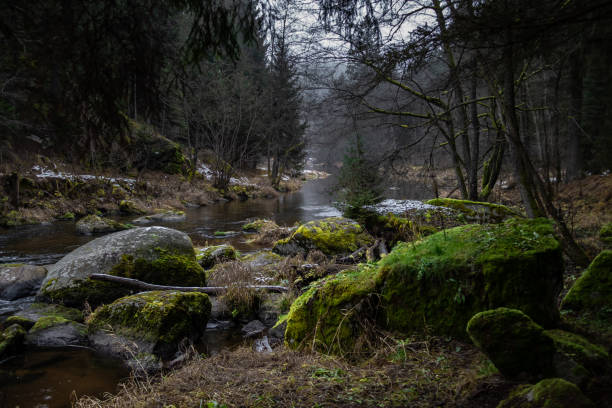 River Kamp Flows Through Valley With Forest And Mossy Boulders In Lower Austria (Waldviertel) In Austria