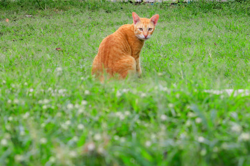 An orange cute cat playing at green grass