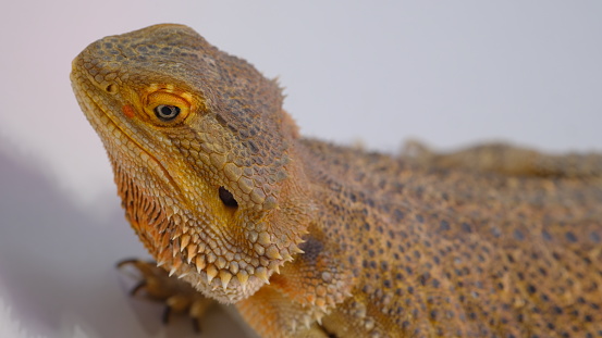 Pogona is a genus of reptiles containing eight lizard species, which are often known by the common name Bearded Dragons.