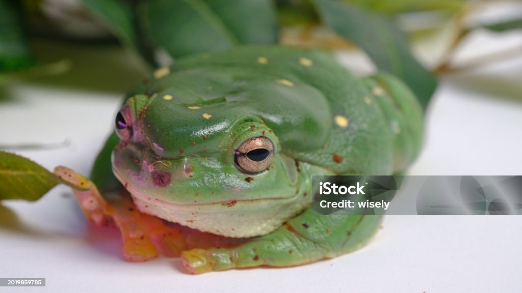 Splending Tree Magnificent Tree Frog Or Ranoidea Splendida Also Known As The Splendid ...