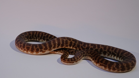 Stimpson's python or Antaresia Stimsoni are among the smallest types of python, with most adults measuring approximately 34 inches.