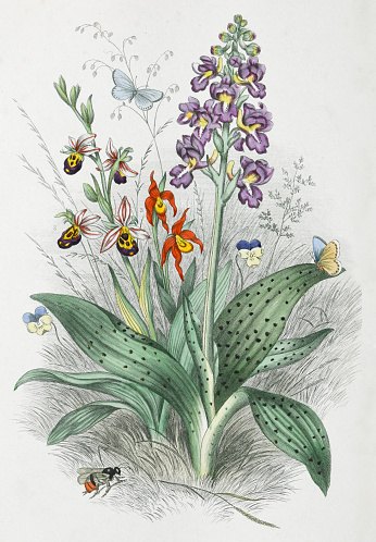 Vintage color illustration - Orchidaceae - 1. Early-purple orchid or early spring orchis (Orchis mascula) 2. Bee orchid (Ophrys apifera) 3. Lady's-slipper orchid (Cypripedium calceolus)