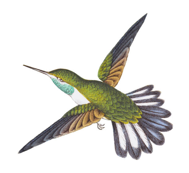 Vintage color illustration isolated on white background - Hummingbird - Stripe-tailed hummingbird (Eupherusa eximiai)