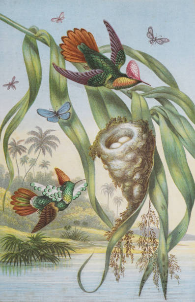 Vintage color illustration - Hummingbirds with nest - Ruby-topaz hummingbird (Chrysolampis mosquitus) and Tufted coquette (Lophornis ornatus)