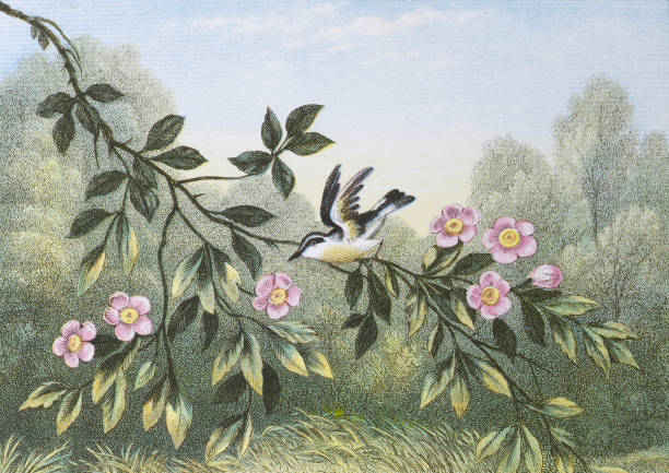 Vintage color illustration - Branch with blossom and bird