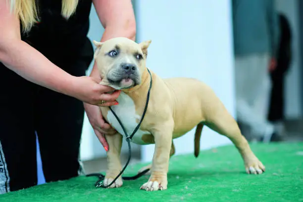 Photo of American bully puppy in the rack