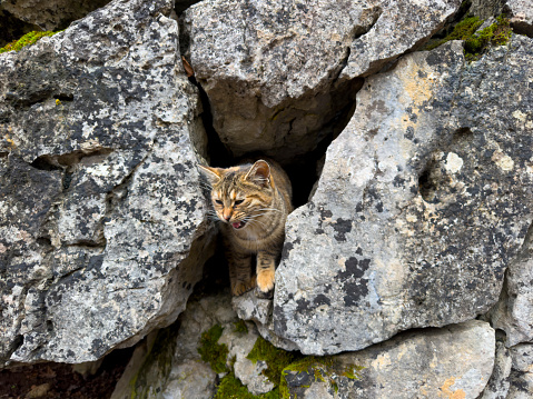 The stance of the cat, which survives by hunting, among the rocks