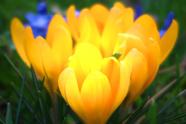 Leightweight. Bright Yellow Springtime Flowers. Crocuses. Spot lit. Dark Background. Beauty In Nature.