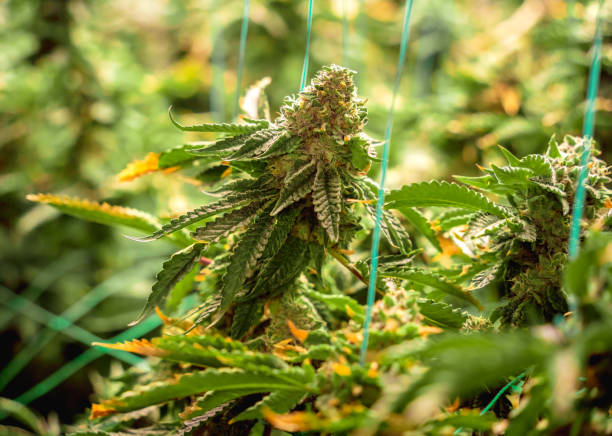 istock Premium cannabis plants in a greenhouse ready for harvest. 2019871399