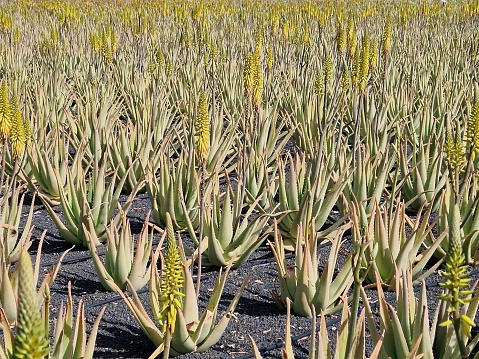 Yellow flowers on Aloe Vera plantation in black volcanic soil, Lanzarote