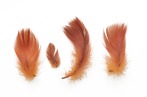 Brown Feather Background- Close-up