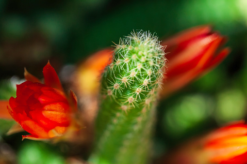 cactus flower extreme close up view