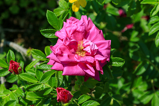 Dark pink rose with red rose buds.