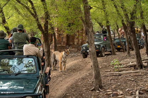 ranthambore national park, rajasthan, India - June 28, 2021 - wild bengal tiger standing surrounded by safari vehicles gypsy crossing forest track excited wildlife lovers tourists people travellers