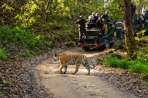 jim corbett national park, Uttarakhand, India - March 3, 2020 - Wild Female Bengal Tiger walking or crossing forest track in front of safari vehicles tourists wildlife photographers and nature lovers