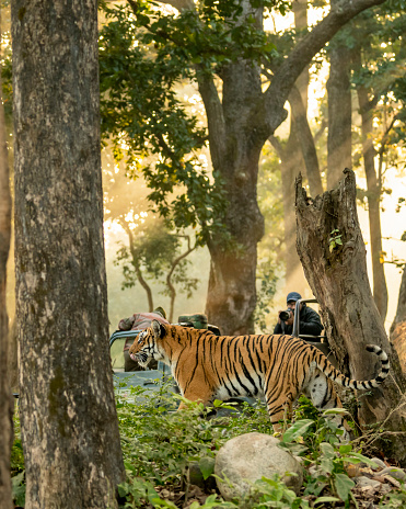 jim corbett national park, Uttarakhand, India - December 4, 2022 - Wild Female bengal Tiger or tigress walking in forest in front of safari vehicles tourists wildlife photographers and nature lovers