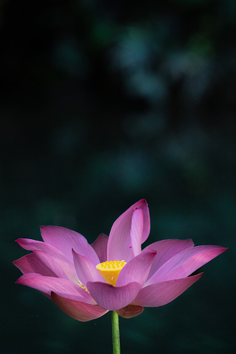 A top view of the blossom of beautiful pink lotus flowers and leaves in the pond