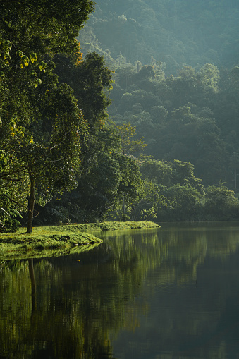 Nature beauty of the forest. Stream in the heart of the green moss forest. Mountain stream.