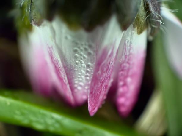 A macro shot of a daisy bud against a vibrant, blurred green background emphasizes the flower's delicate beauty in an early bloom stage. The soft lighting and shallow depth of field create a dreamy, serene atmosphere.