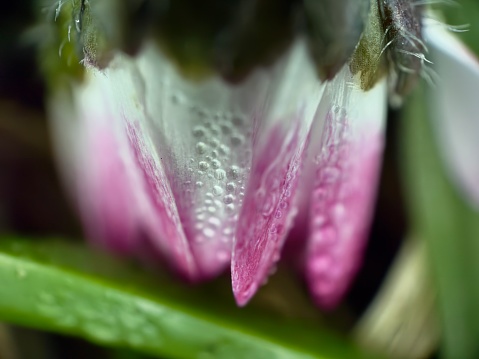 Extreme close up of dew drops on daisy