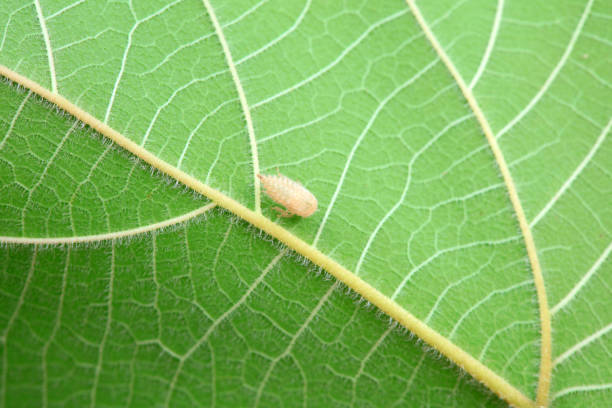 istock Leaf cicada on wild plants, North China 2019897024