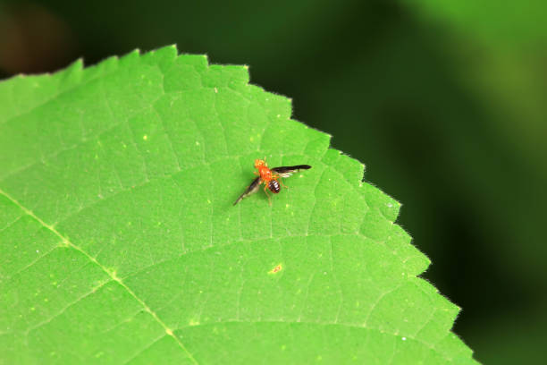 Flies on wild plants, North China