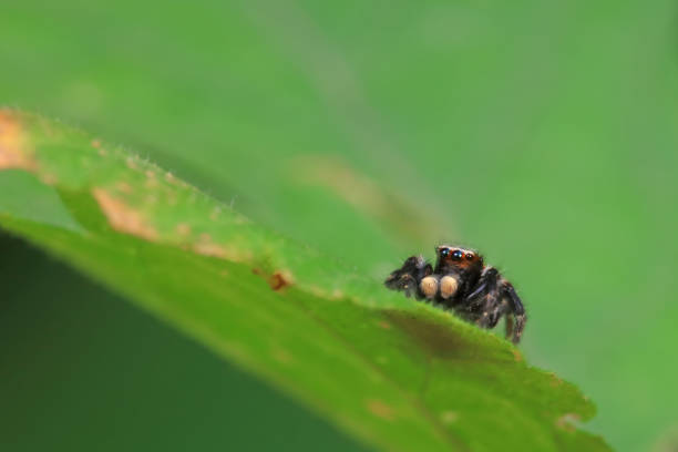 Spiders in the wild, North China