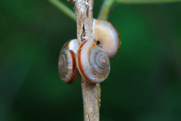 istock Snails on wild plants, North China 2019898124