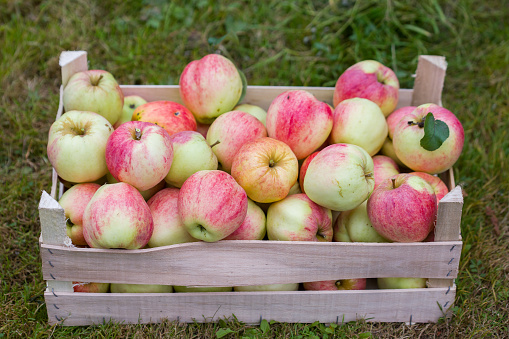 Ripe apples are stacked in a wooden box.