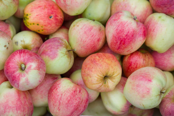 istock Lots of ripe apples close-up. 2019898643